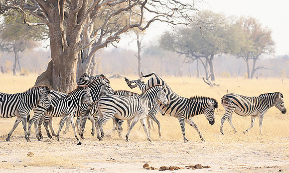Hwange National Park