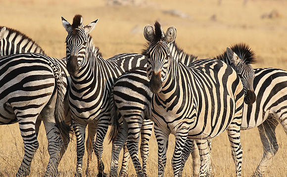 Hwange National Park