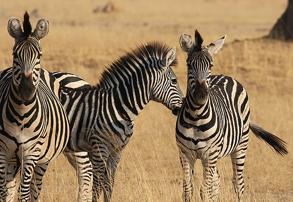Hwange National Park