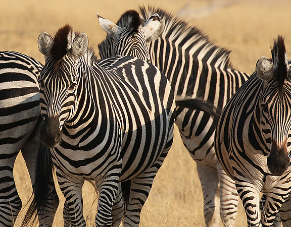 Hwange National Park