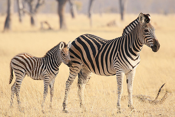 Hwange National Park