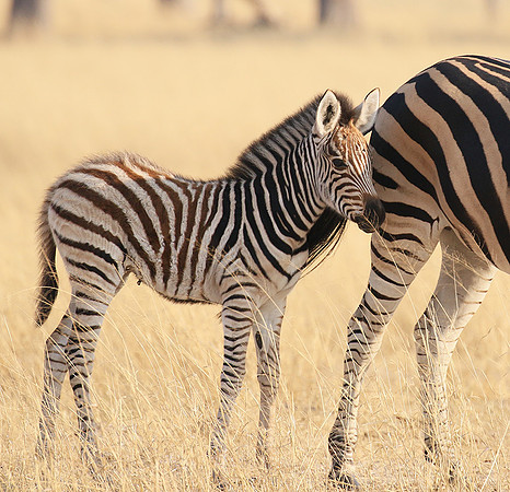Hwange National Park