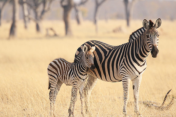 Hwange National Park