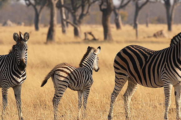 Hwange National Park