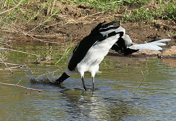 Saddle-billed stork at Mala Mala