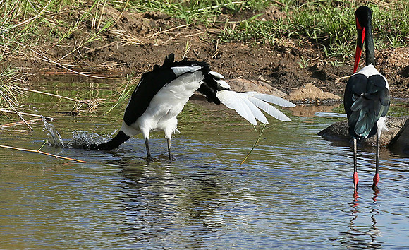 Saddle-billed stork at Mala Mala