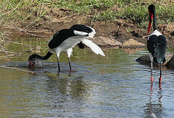 Saddle-billed stork at Mala Mala