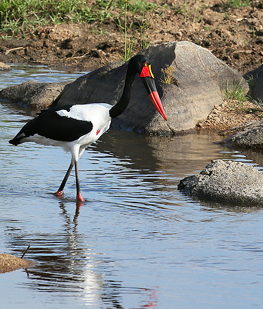 Saddle-billed stork at Mala Mala