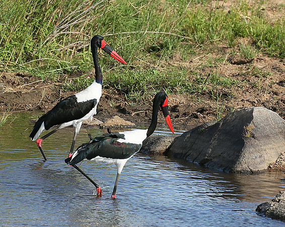 Saddle-billed stork at Mala Mala