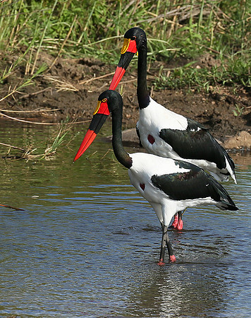 Saddle-billed stork at Mala Mala