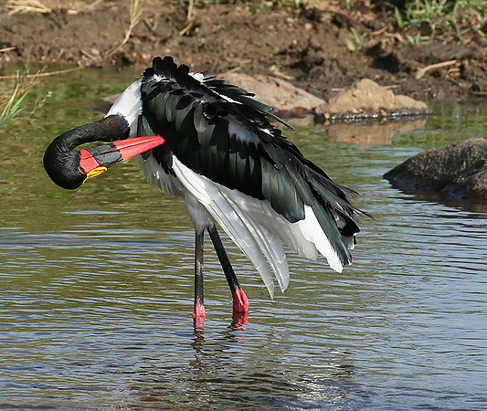 Saddle-billed stork at Mala Mala