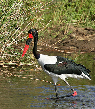 Saddle-billed stork at Mala Mala