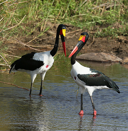 Saddle-billed stork at Mala Mala