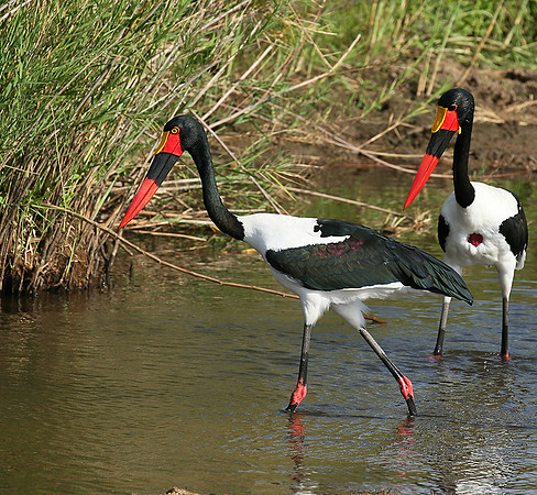 Saddle-billed stork at Mala Mala