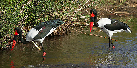 Saddle-billed stork at Mala Mala