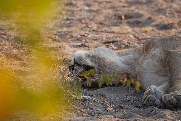 Ongava Private Reserve
