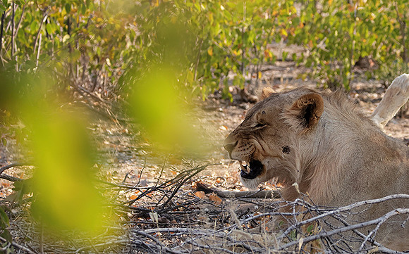 Ongava Private Reserve