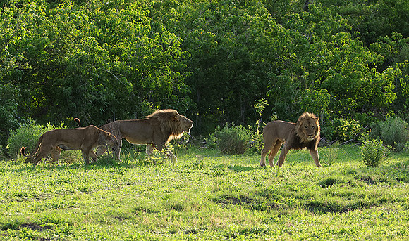 Delta of Okavango