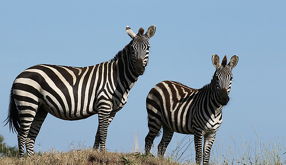 Serengeti - Grumeti Private Reserve