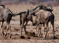 Nxai Pan