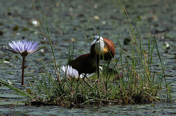 African jacana - Delta Of Okavango