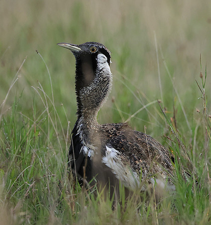 Black-bellied bustard - Borana
