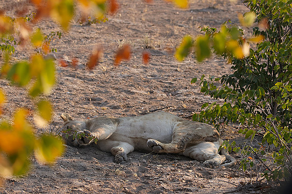 Ongava Private Reserve