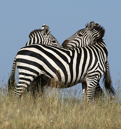 Serengeti - Grumeti Private Reserve