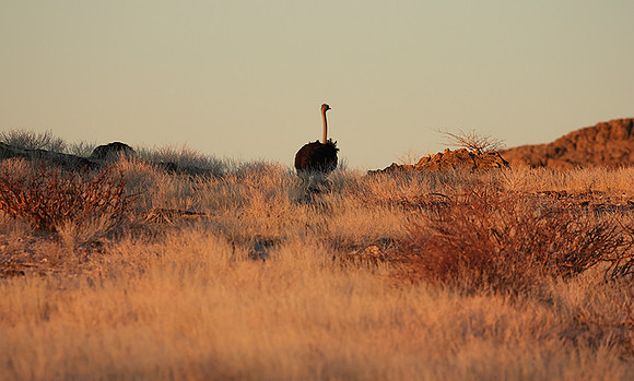 Damaraland