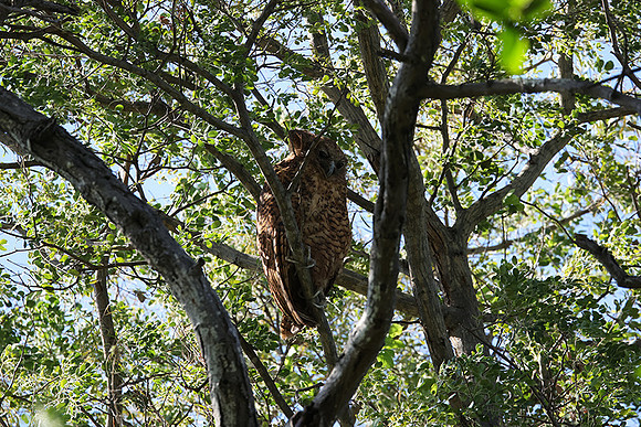 Pel's fishing owl - Delta of Okavango