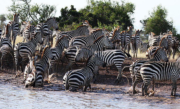 Serengeti - Grumeti Private Reserve
