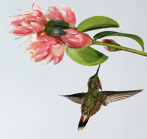 Volcano humming bird