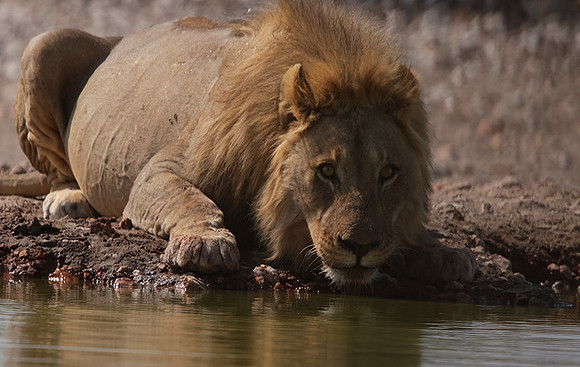 Ongava Private Reserve