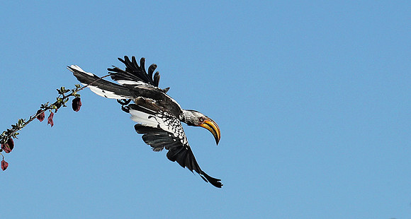 Yellow-billed hornbill - Ongava game reserve