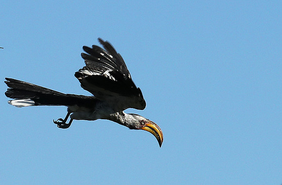 Yellow-billed hornbill - Ongava game reserve