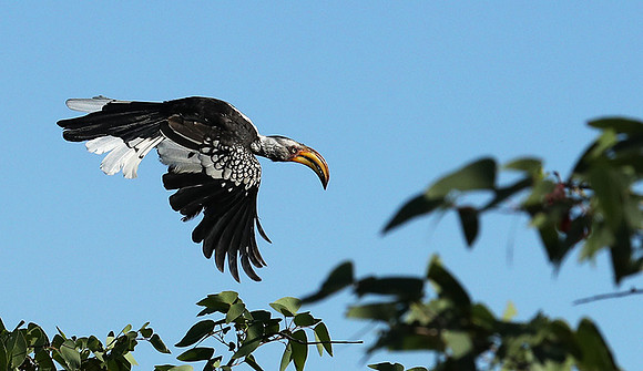 Yellow-billed hornbill - Ongava game reserve