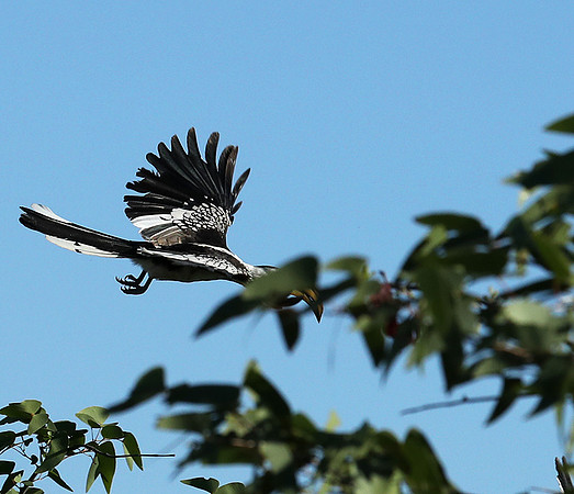 Yellow-billed hornbill - Ongava game reserve