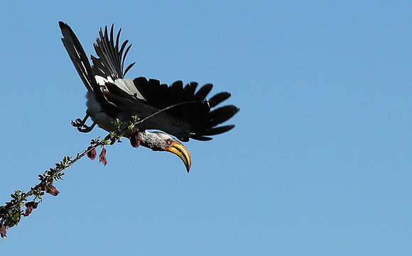 Yellow-billed hornbill - Ongava game reserve