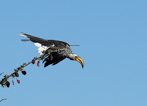 Yellow-billed hornbill - Ongava game reserve
