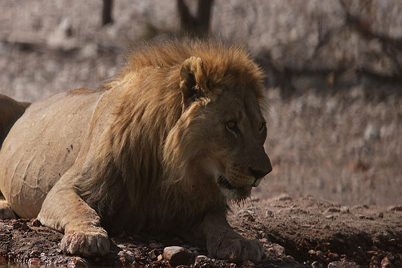 Ongava Private Reserve