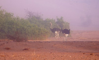 Damaraland