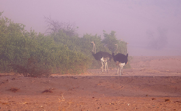 Damaraland