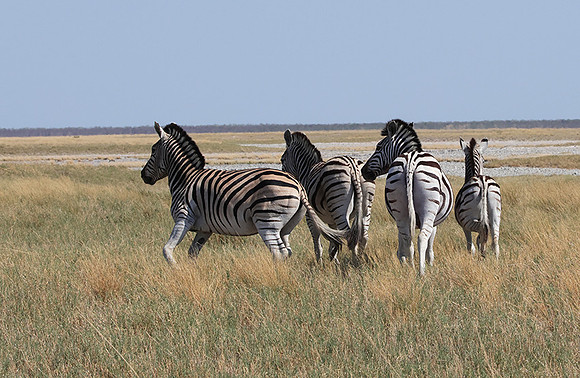 Nxai Pan