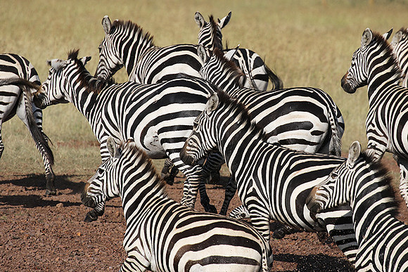 Serengeti - Grumeti Private Reserve