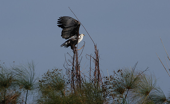 Delta of Okavango