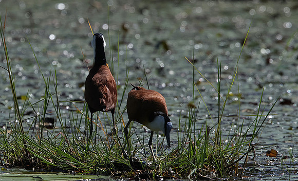 African jacana - Delta Of Okavango