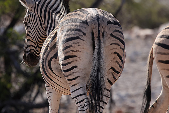 Burchell's zebra - Ongava Private Reserve