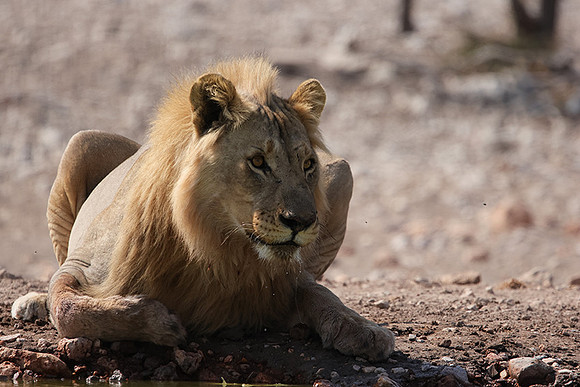 Ongava Private Reserve