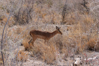 Black-faced impala - Etosha