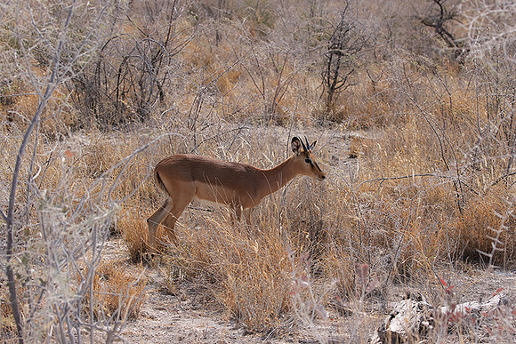 Black-faced impala - Etosha